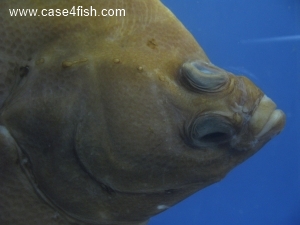 Foto Galerie/Pleuronectiformes/Pleuronectes platessa/Pleuronectes platessa_06_S.jpg
